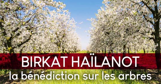 Birkat Haïlanot Bénédiction sur les arbres | Tsidkat Eliaou 