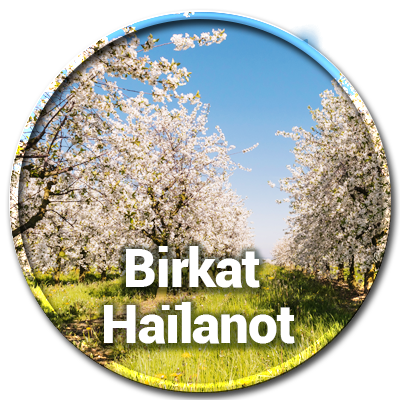 Birkat Haïlanot, la bénédiction sur les arbres